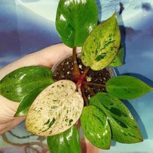 Philodendron Congo Red Dwarf Mint Variegated