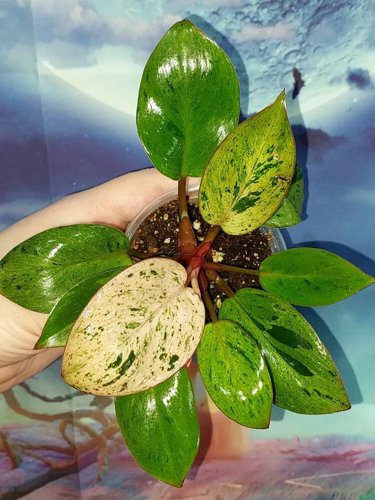 Philodendron Congo Red Dwarf Mint Variegated