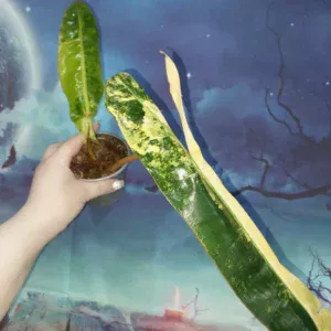 Philodendron Billietiae Variegated