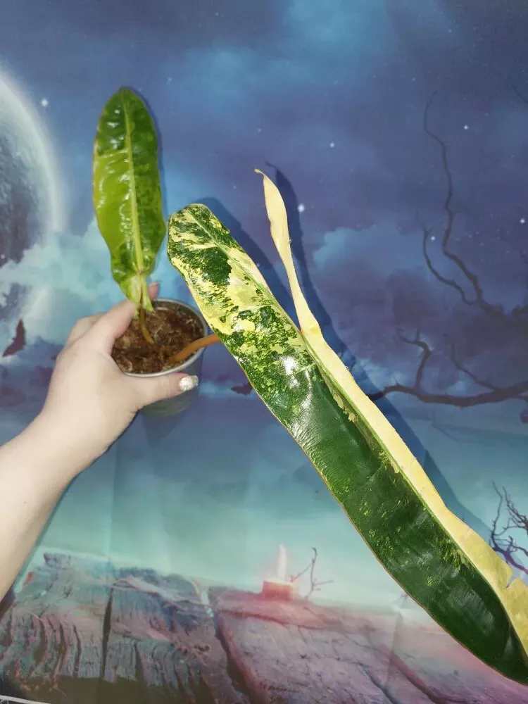 Philodendron Billietiae Variegated
