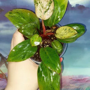 Philodendron Congo Red Dwarf Mint Variegated