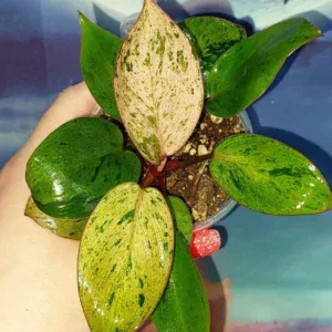 Philodendron Congo Red Dwarf Mint Variegated