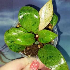 Philodendron Congo Red Dwarf Mint Variegated