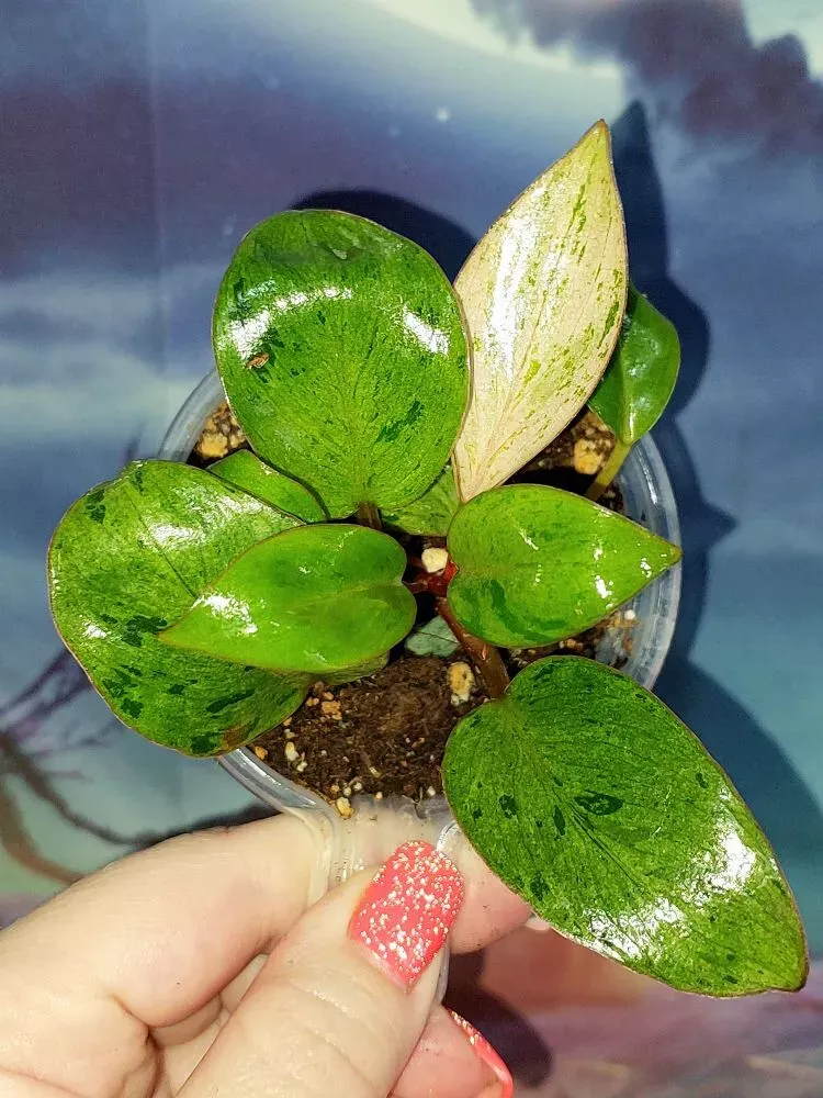 Philodendron Congo Red Dwarf Mint Variegated