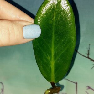 Zamioculcas Green on Green
