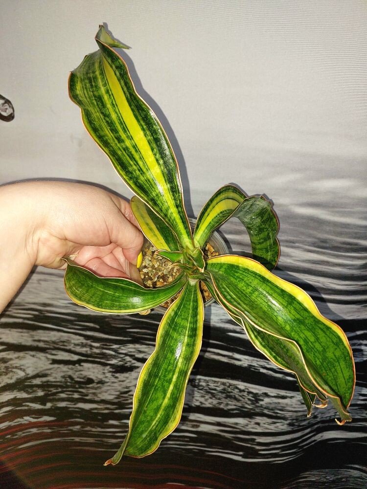 Sansevieria Phupamon Variegated