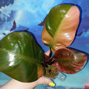 Philodendron Black Cardinal Variegated
