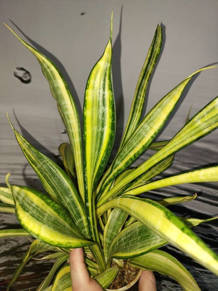 Sansevieria Gold Banner