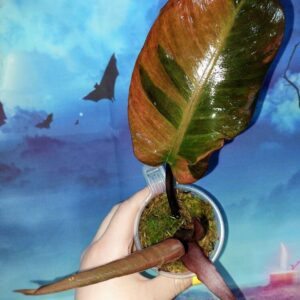 Philodendron Black Cardinal Variegated