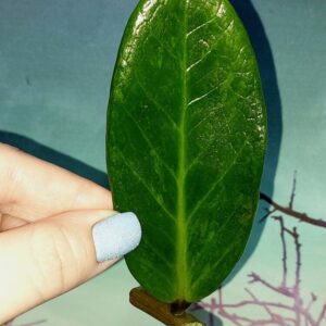 Zamioculcas Green on Green