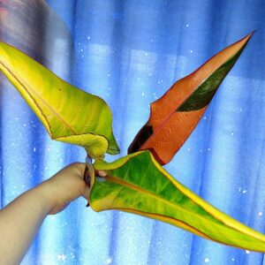 Philodendron Congo Firebird variegated