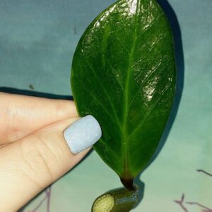 Zamioculcas Green on Green
