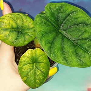 Alocasia Melo Yellow Variegated