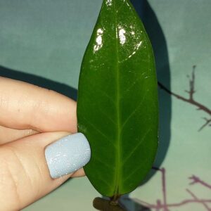 Zamioculcas Green on Green