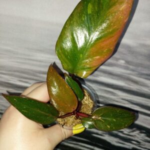 Philodendron Orange Princess