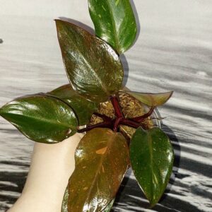 Philodendron Orange Princess