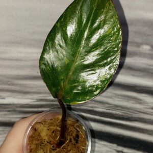 Philodendron Orange Princess