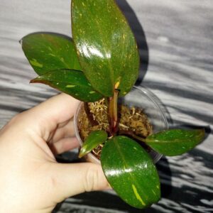 Philodendron Orange Princess