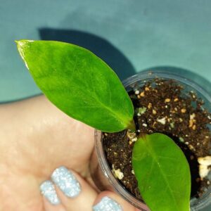 Zamioculcas Green on Green