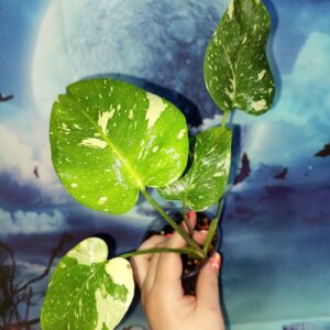 Monstera Thai Constellation