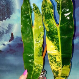 Philodendron Billietiae Variegated