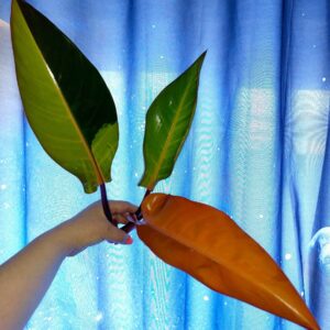 Philodendron Congo Firebird variegated