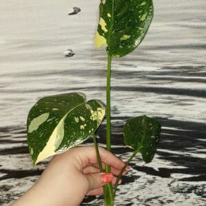 Monstera Thai Constellation