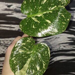 Monstera Thai Constellation