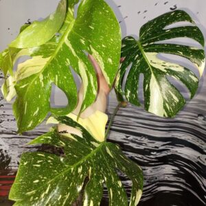 Monstera Thai Constellation