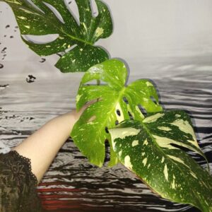 Monstera Thai Constellation