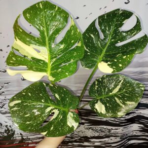 Monstera Thai Constellation