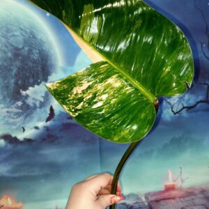 Philodendron Congo Red Yellow Variegated