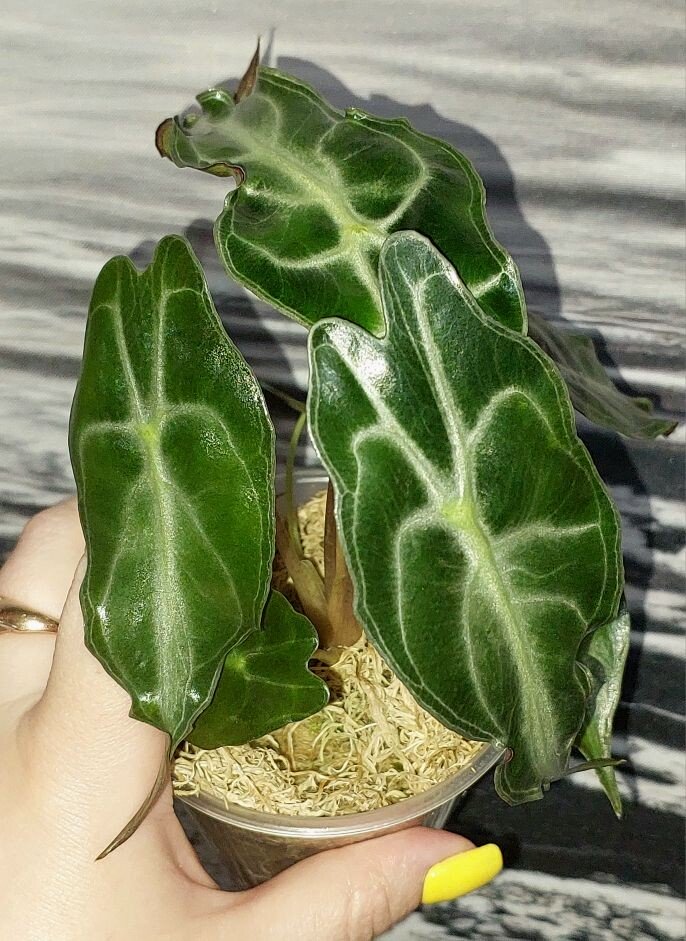 Alocasia Venom