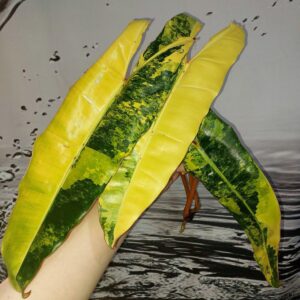 Philodendron Billietiae Variegated
