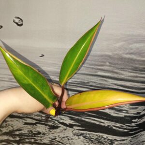 Philodendron Congo Firebird variegated