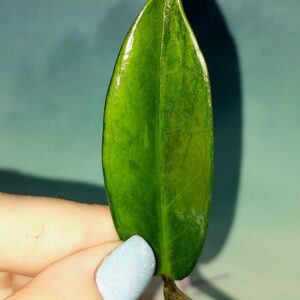 Zamioculcas Green on Green