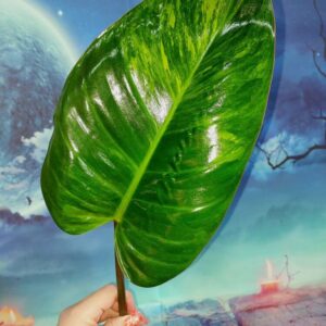 Philodendron Congo Red Yellow Variegated