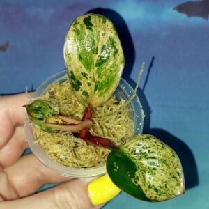 Филодендрон Congo red dwarf mint variegated
