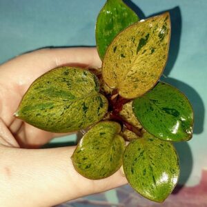 Филодендрон Congo red dwarf mint variegated