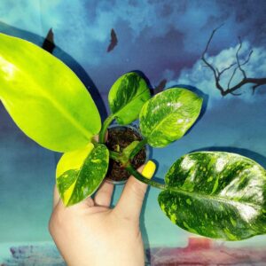 Philodendron Congo Green Marble Variegated