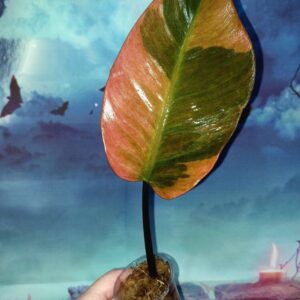 Philodendron Black Cardinal Variegated