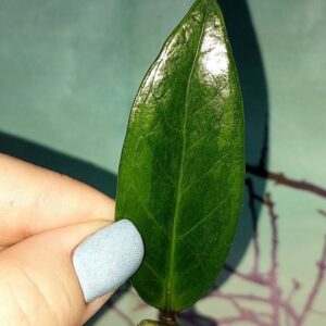 Zamioculcas Green on Green