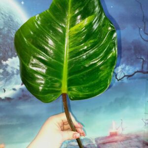 Philodendron Congo Red Yellow Variegated