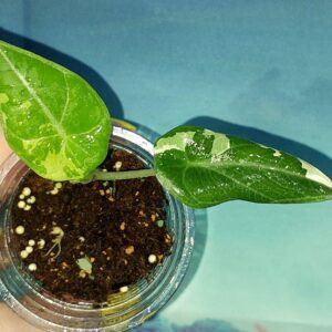 Alocasia Maharani Albo variegated