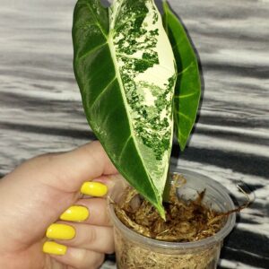 Alocasia Frydek variegated