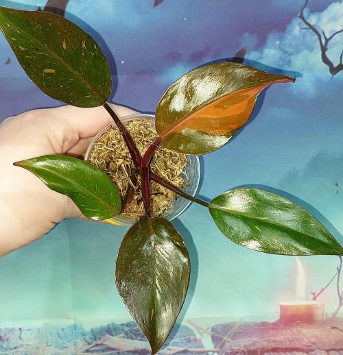 Philodendron Orange Princess