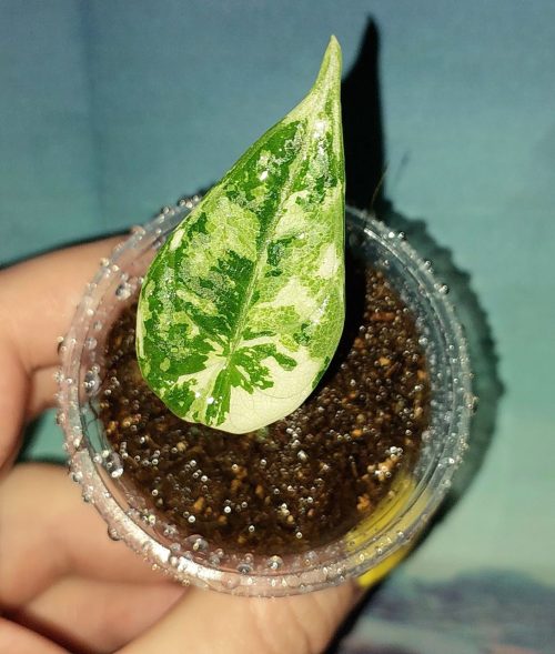 Alocasia Maharani Albo variegated