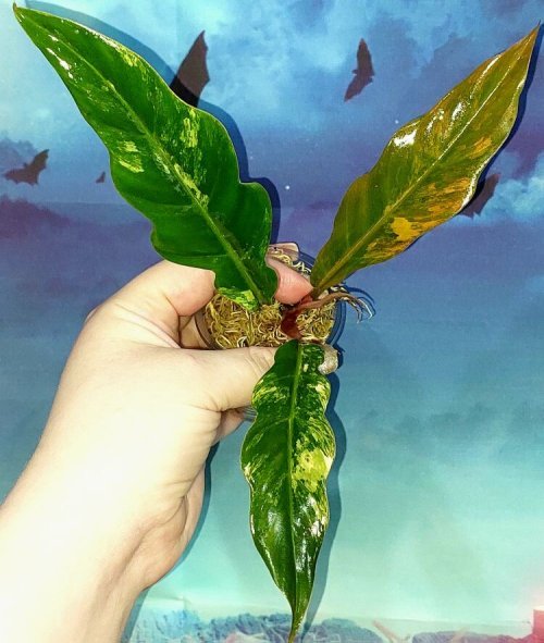 Philodendron Caramel Marble