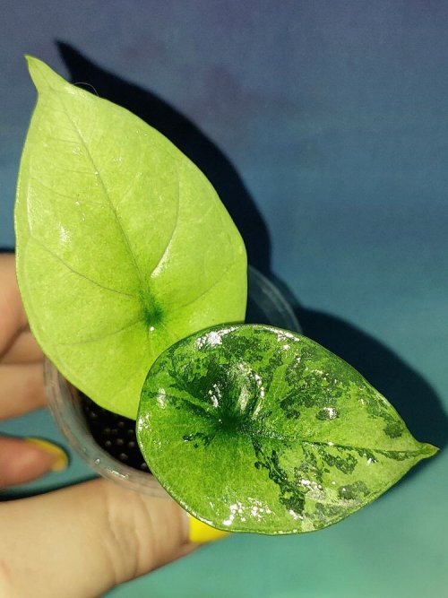 Alocasia Sinuata Albo Mint variegated