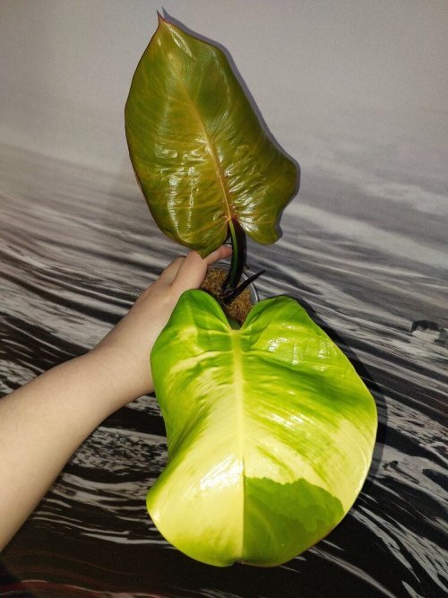 Philodendron Imperial Yellow Flame